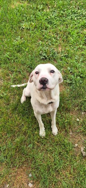 Rex, Boxer, young, available for adoption