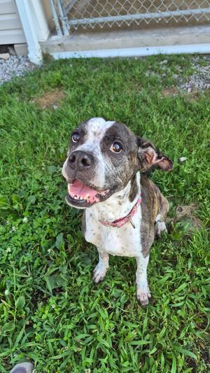 Stormy, Boxer, adult, available for adoption
