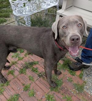 A gray dog with a red collar standing on a brick patio, looking up with its mouth open and tongue out.