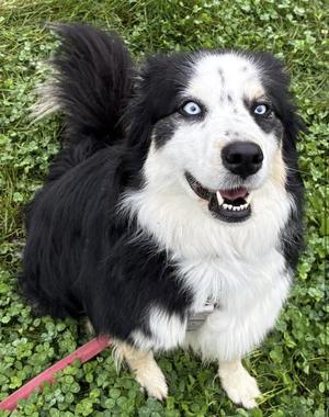 Layla, Husky / Border Collie, adult, available for adoption