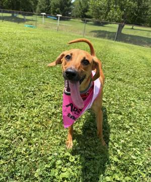A brown dog wearing a pink bandana with the text "ADOPT ME" standing on grass.