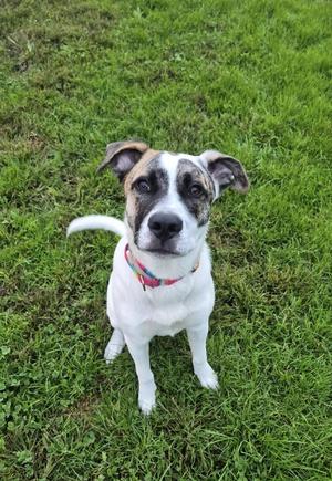 Max, Australian Shepherd, young, available for adoption