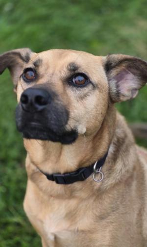 a close-up of a dog with a black collar