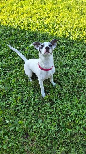 Sassy, Jack Russell Terrier, young, available for adoption