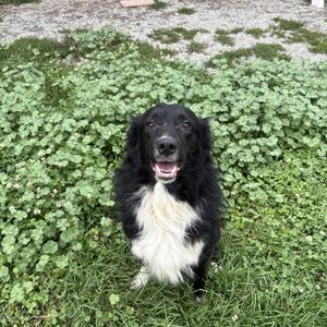 Jax, Border Collie, adult, available for adoption