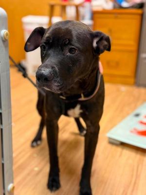 Sammy, Mixed Breed, adult, available for adoption