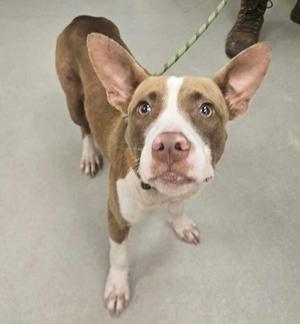a brown and white dog on a leash looking up at the camera