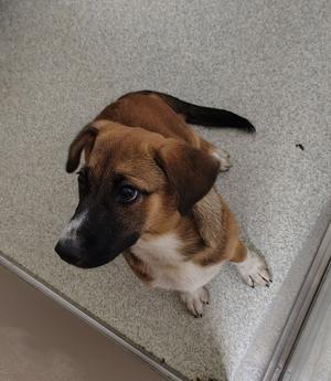 A brown and white puppy with a black nose and ears sitting on a gray carpet.
