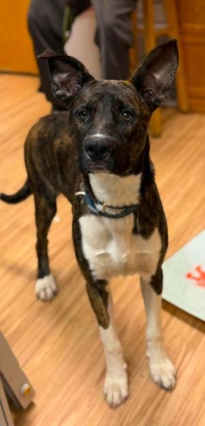 Tracer, Mixed Breed, young, available for adoption