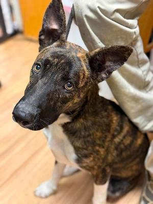 Tracy, Mixed Breed, young, available for adoption