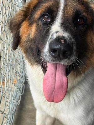 Phineas, Mixed Breed, available for adoption