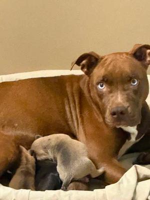 Mariah, Mixed Breed, puppy, available for adoption