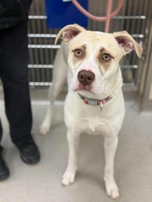 Liza, Mixed Breed, young, available for adoption
