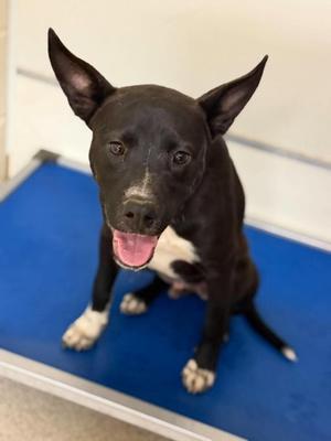 Kevin, Mixed Breed, young, available for adoption