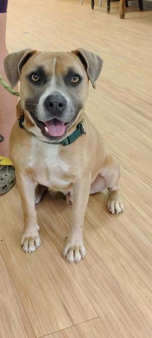 A light brown dog with a black muzzle and floppy ears, wearing a green collar, sitting on a wooden floor.
