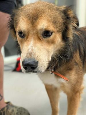 Waldo, Mixed Breed, adult, available for adoption