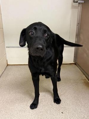 Derp, Labrador Retriever Mix, available for adoption