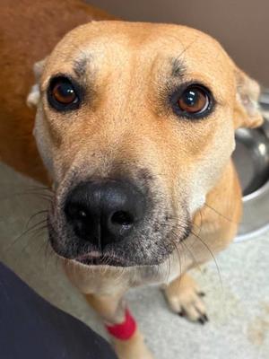 Ruby Ann, Mixed Breed, adult, available for adoption