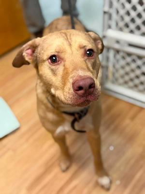Waylon, Mixed Breed, adult, available for adoption