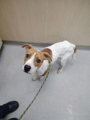 A small dog with white and brown fur standing on a leash, looking up at the camera.