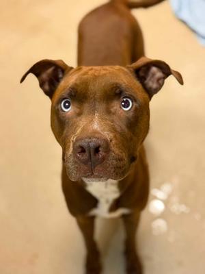 Magnolia, Mixed Breed, adult, available for adoption