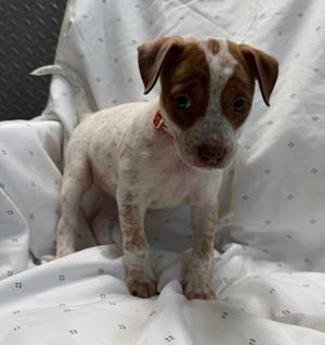 Iris, Hound Mix, puppy, available for adoption
