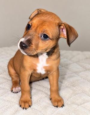 Imogen, Hound Mix, puppy, available for adoption