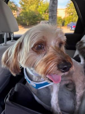 Carl, Silky Terrier Mix, adult, available for adoption