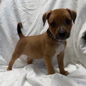Ivy, Hound Mix, puppy, available for adoption