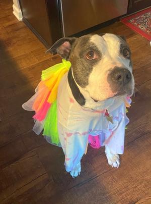 Benny, American Staffordshire Terrier Mix, senior, available for adoption