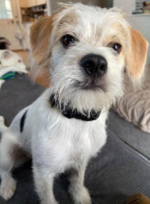 Ayce, Jack (Parson) Russell Terrier Mix, young, available for adoption