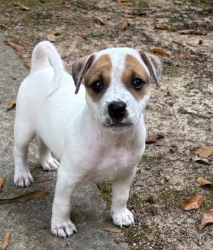 A small white and brown puppy standing on a dirt ground with scattered leaves.