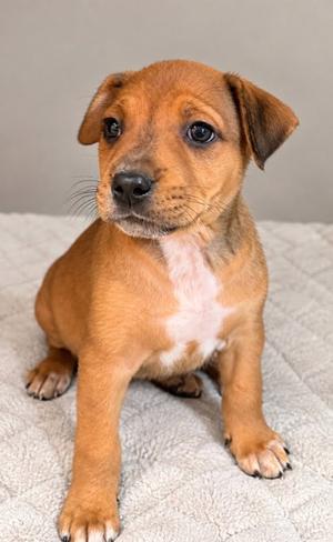 Isla, Hound Mix, puppy, available for adoption