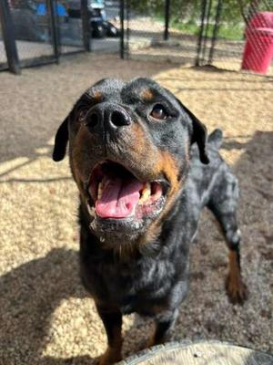 Billy, Rottweiler Mix, adult, available for adoption