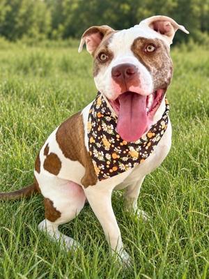 Itachi, American Staffordshire Terrier Mix, young, available for adoption