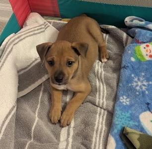 Isabella, Hound Mix, puppy, available for adoption