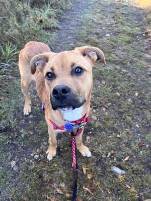 A brown dog with a white chest and a red collar, standing on a grassy path.