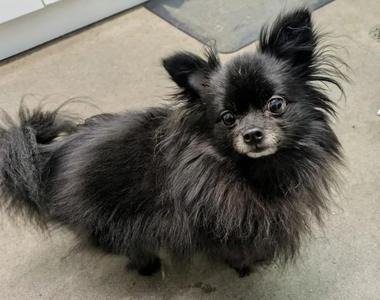 Lulu, Pomeranian, adult, available for adoption