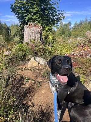 Lenny, German Shorthaired Pointer / Coonhound, young, available for adoption