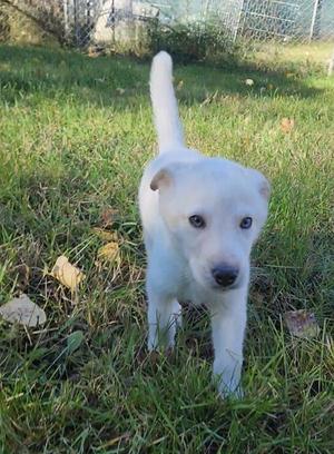 A white puppy with blue eyes standing in the grass.