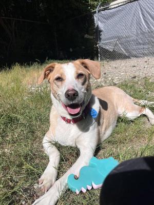 Kona, Labrador Retriever / Whippet, adult, available for adoption