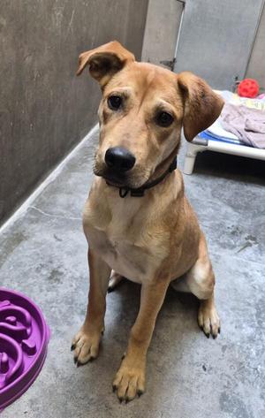 Emmy, Labrador Retriever / Pit Bull Terrier, young, available for adoption