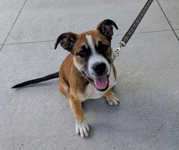 A brown and white dog with a black tail, wearing a leash, sitting on a concrete surface.