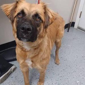 Bowie, Golden Retriever / Leonberger, adult, available for adoption