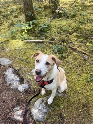 Kona, Labrador Retriever / Whippet, adult, available for adoption