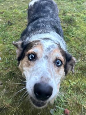 Cassius, Corgi / Australian Cattle Dog / Blue Heeler, adult, available for adoption
