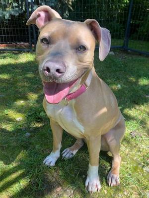 Verity, Pit Bull Terrier / Mixed Breed, adult, available for adoption
