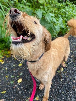 Ringo, Poodle / Mixed Breed, adult, available for adoption