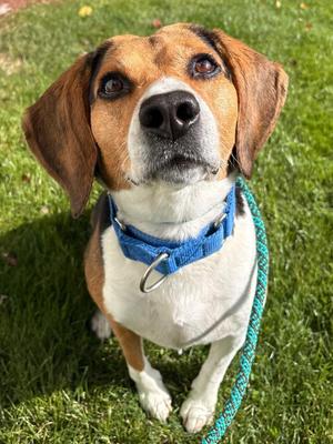 Elvis, Beagle, adult, available for adoption