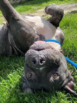Terah, Pit Bull Terrier, senior, available for adoption